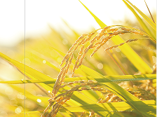 ワンちゃんの写真