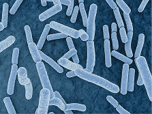乳酸菌のイメージ