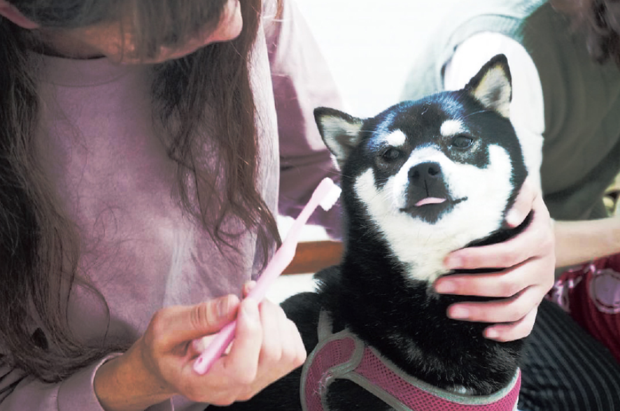 ペットケア事業