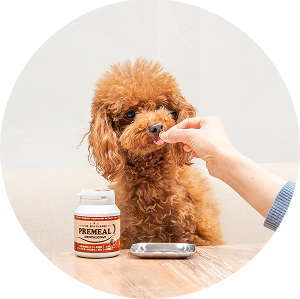 散歩後の習慣に